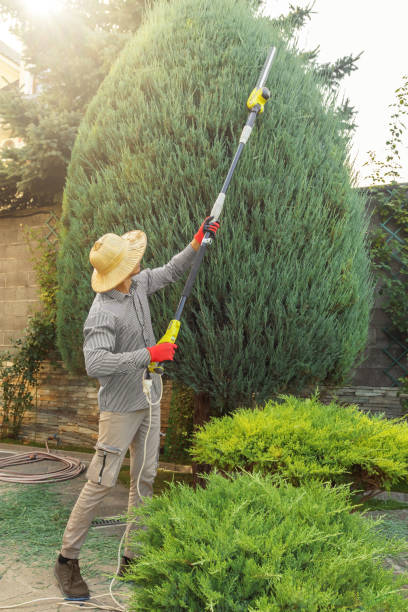 Lawn Renovation and Restoration in Valdosta, GA
